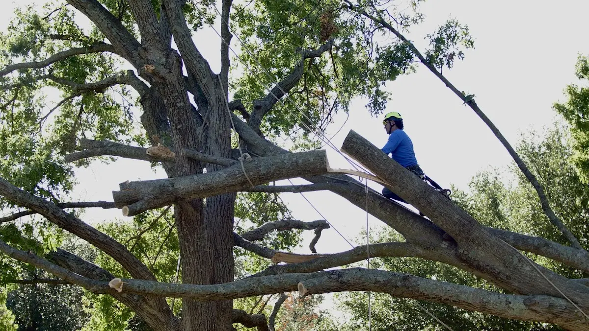 Professional Crown Thinning performed by certified arborists in Franklin Park