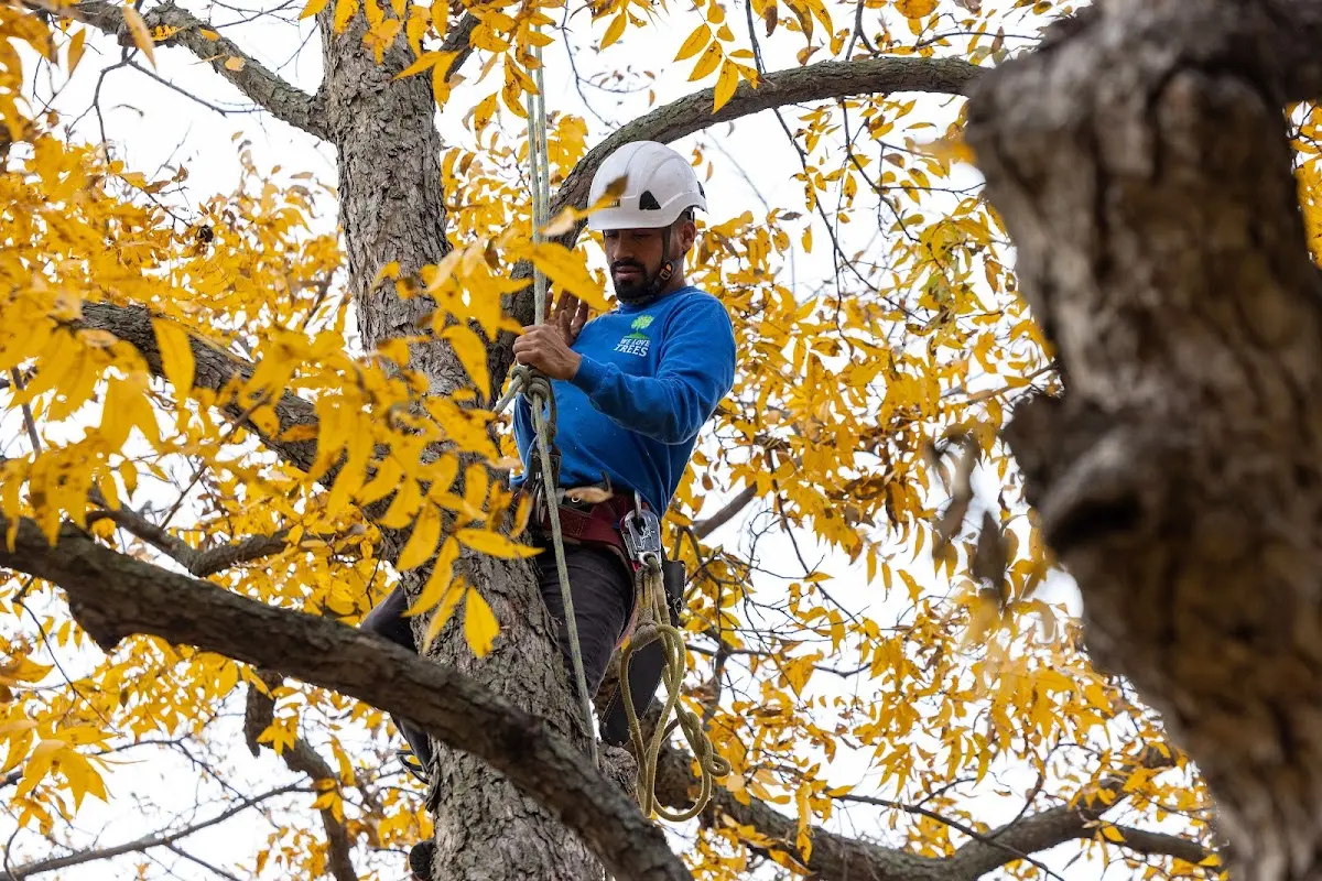Skilled Tree Planing crew working in Franklin Park